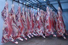 At The Slaughterhouse. Carcasses, Raw Meat Beef, Hooked In The Freezer.