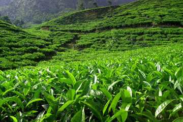  Tea plantation with green fresh leaves in sumatra island,indonesia