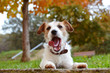 © Sandra - FUNNY AUTUMN DOG PORTRAIT. JACK RUSSELL TERRIER MAKING A FACE LYING DOWN ON ORANGE NATURAL FALLBACKGROUND AT PARK.