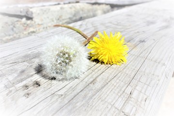 Two dandelion young and old together.