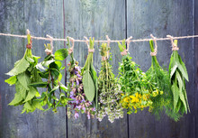 Set Of Fresh Herbs Hanging  Over Wooden Vintage Background