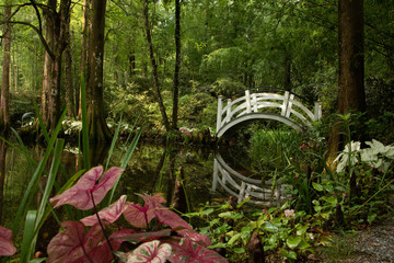 bamboo forest bridge reflection