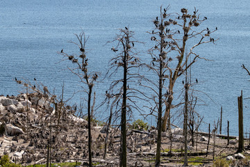 Sticker - cormorants