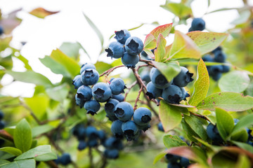 Blueberry Bush