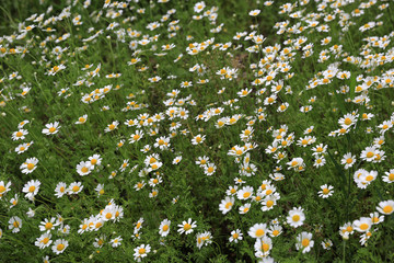 wild flowers on summer meadow