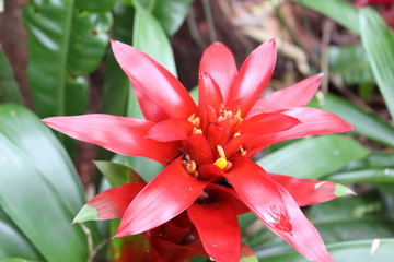 flor tropical 4