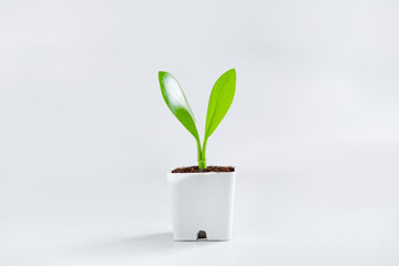 Trees and growth In a white pot