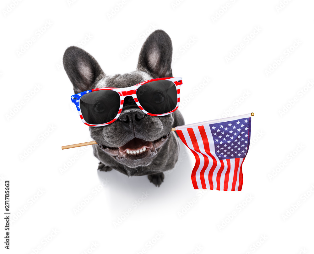 independence day 4th of july dog - obrazy, fototapety, plakaty 