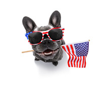 Independence Day 4th Of July Dog