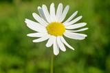 Fototapeta Kwiaty - White Daisy flower close-up on blurred green background