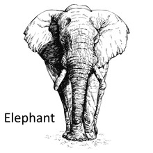 Hand Drawn Sketch Style Elephant Isolated On White Background. Vector Illustration.