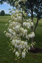 Poster - Yucca Plant in Bloom