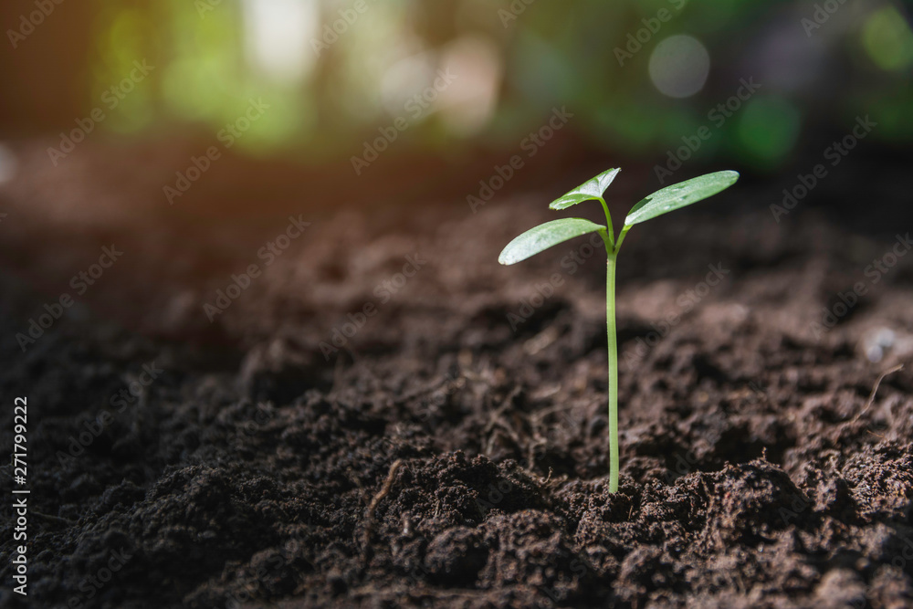 Seedling and plant growing in soil and copy space for insert text - obrazy, fototapety, plakaty 