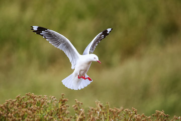 Poster - Red-billed gull in flight