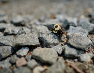 Sticker - American Carrion Beetles mating