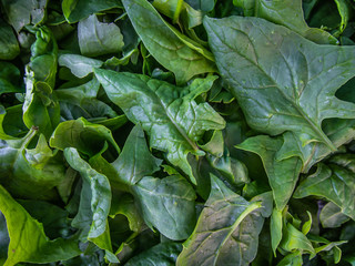 Fresh green spinach leaves background.