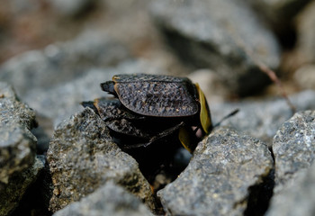 Sticker - American Carrion Beetles mating