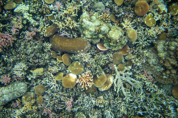 Wall Mural - Sea bottom top view with broken corals and marine animals debris. Coral reef surface photo background