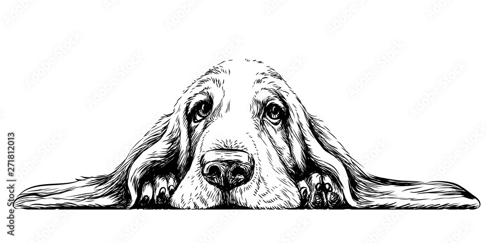  Dog breed Basset Hound. Sticker on the wall in the form of a graphic hand-drawn sketch of a dog portrait. - obrazy, fototapety, plakaty 