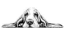  Dog Breed Basset Hound. Sticker On The Wall In The Form Of A Graphic Hand-drawn Sketch Of A Dog Portrait.