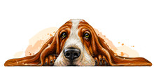 Dog Breed Basset Hound. The Sticker On The Wall In The Form Of A Color Art Drawing Of A Portrait Of A Dog With Watercolor Splashes.