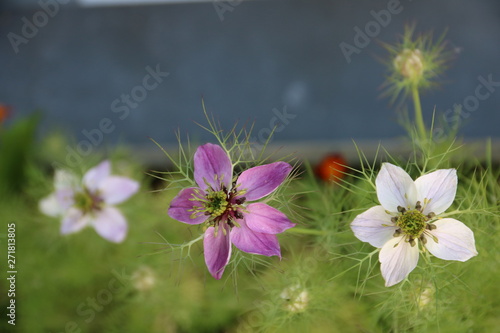 Fotomural Blumen blühen im Balkonkasten / Jungfer im Grünen