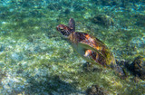 Fototapeta Do akwarium - Sea turtle in seaweed of tropical lagoon. Green turtle swim underwater photo. Wild marine animal in natural environment