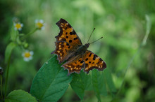 Red-brown Butterfly Sitting On The Green Grass. Polygonia C-album, The Comma Butterfly, Family Nymphalidae. Macro, Close Up, Blurred Backgroung