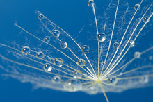  Water Drops On A Parachutes Dandelion On A Blue Background. Dew Drops On A Dandelion Seed Macro. Magic Dream Concept