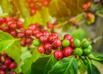 Wall Mural - cherries on tree