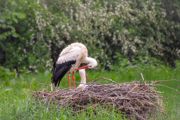 Storch auf der Wiese und im Nest