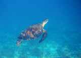 Fototapeta  - Sea turtle swim in seawater. Marine turtle underwater photo. Wild oceanic animal in natural environment