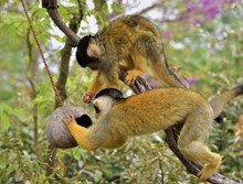 Two Monkeys Searching For Food
