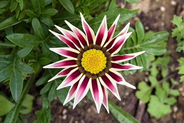 Close-up top view of one white and lilac Gazania flower in bloom in a garden. Blurred background of green leaves and ground