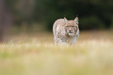 The Eurasian lynx (Lynx lynx) a young lynx on a meadow. Autumn scene with a big european cat. Portrait of a hunting predator. Portrait of a young lynx.