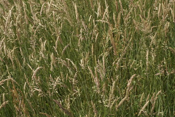 Background closeup of grass and grass seed 