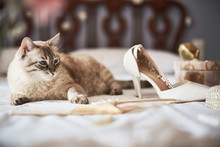 Stylish White Wedding Bridal Shoes, Perfume, Flowers, Jewelry And Cat On A Bed..