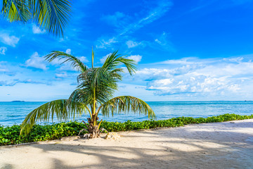 Beautiful landscape of beach sea ocean with coconut palm tree with white cloud and blue sky