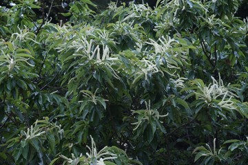 Wall Mural - The Japanese chestnuts bloom beautiful white male flowers in early summer.