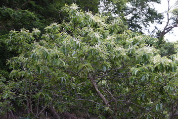 Wall Mural - The Japanese chestnuts bloom beautiful white male flowers in early summer.