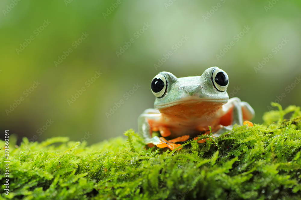 tree frog, java tree frog, flying frog sitting on moss ( rhacophorus ...