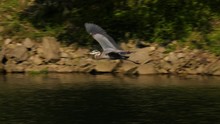 Great Blue Heron Flying Across A Lake