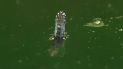 Mosquito metamorphosis 1145 15