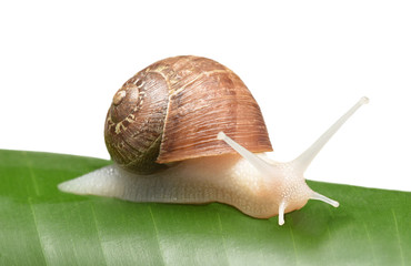 An albino garden snail, Cornu aspersum, on a banana leaf