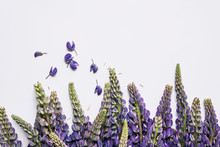 Purple Lupin Flower On White Background 