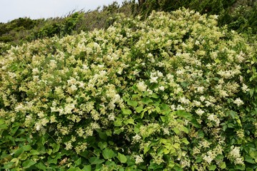 Sticker - Japanese privet (Ligustrum japonicum) flowers