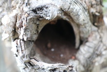 Standing Tree Trunk Knot Hollowed Out