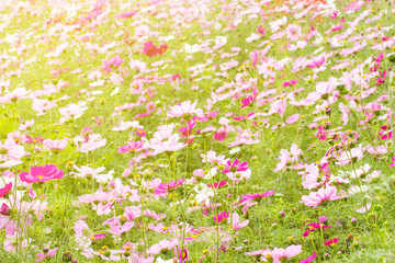 Wall Mural - cosmos flower garden