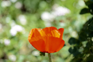 Beautiful garden poppy flower close up on a bright sunny day