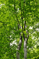 Sticker - Lush green bright leaves of beech tree in forest.